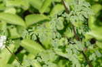 Waxyleaf meadow-rue